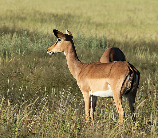 Black-faced impala - Etosha