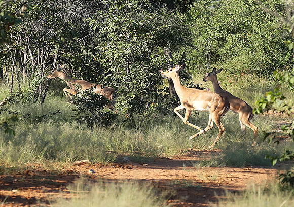 Black-faced impala - Etosha