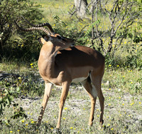 Black-faced impala - Etosha