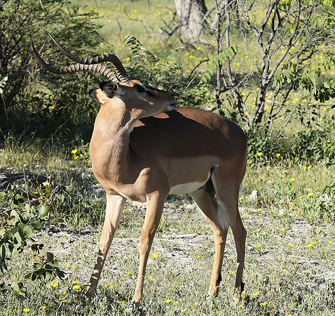 Black-faced impala - Etosha