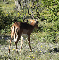 Black-faced impala - Etosha