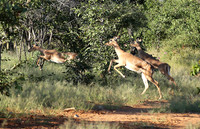 Black-faced impala - Etosha