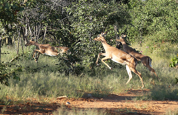 Black-faced impala - Etosha