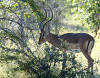 Black-faced impala - Etosha