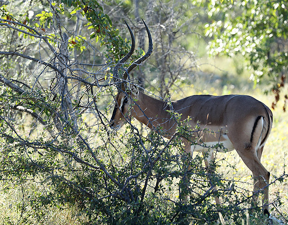 Black-faced impala - Etosha
