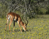 Black-faced impala - Etosha