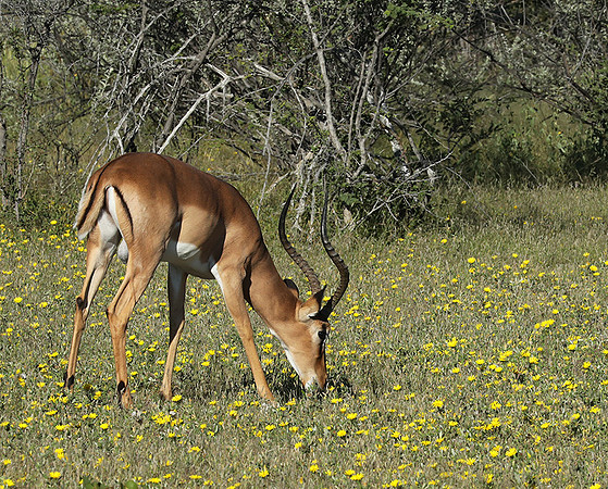 Black-faced impala - Etosha
