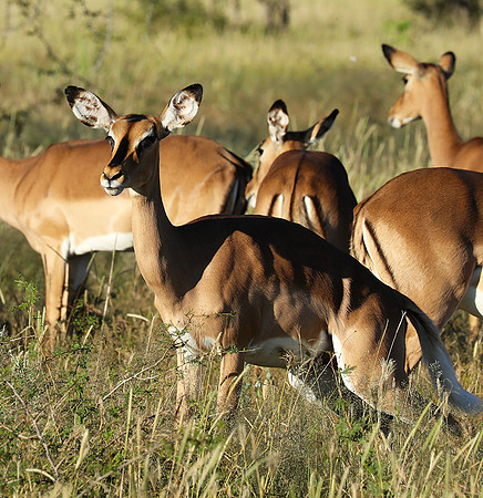 Black-faced impala - Etosha