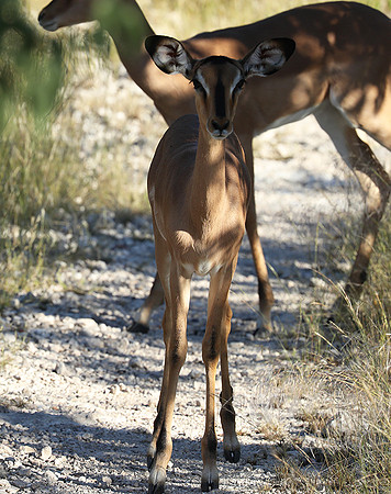 Black-faced impala - Etosha