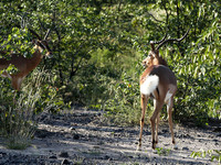 Black-faced impala - Etosha