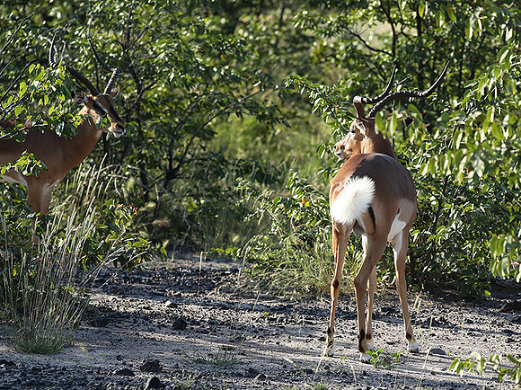Black-faced impala - Etosha