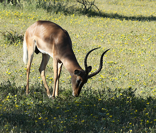 Black-faced impala - Etosha