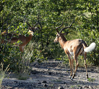 Black-faced impala - Etosha