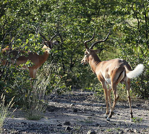 Black-faced impala - Etosha