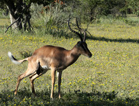 Black-faced impala - Etosha