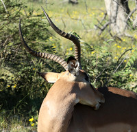 Black-faced impala - Etosha