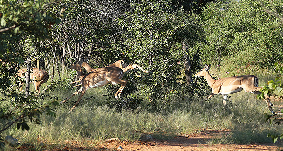 Black-faced impala - Etosha