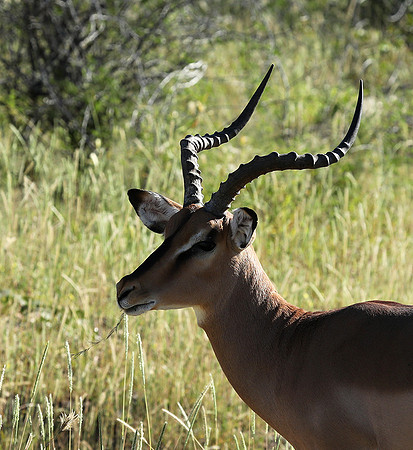 Black-faced impala - Etosha