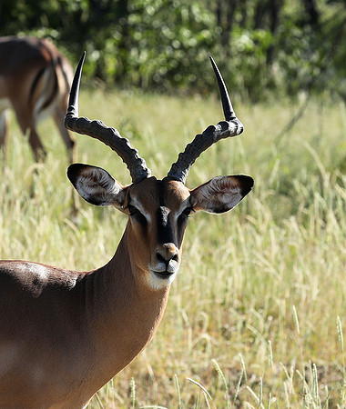 Black-faced impala - Etosha