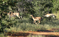 Black-faced impala - Etosha