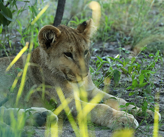 Ongava Game Reserve