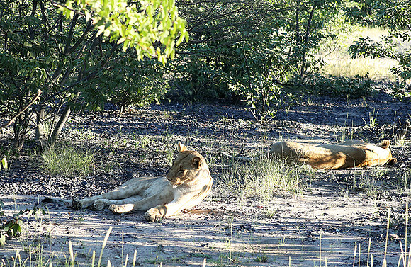 Ongava Game Reserve