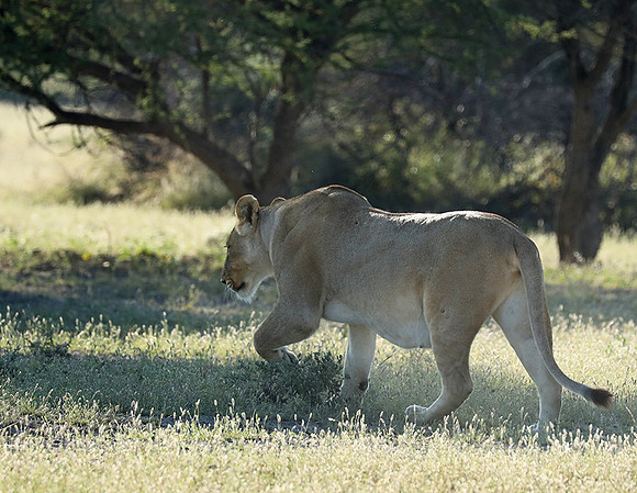 Ongava Game Reserve