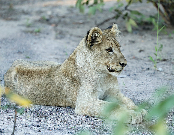 Ongava Game Reserve