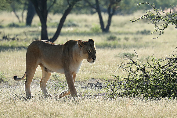Ongava Game Reserve