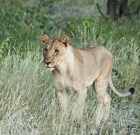 Ongava Game Reserve