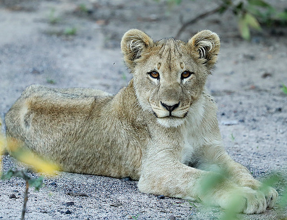 Ongava Game Reserve