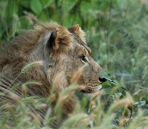 Ongava Game Reserve
