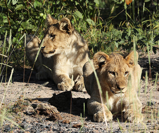 Ongava Game Reserve