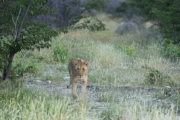 Ongava Game Reserve