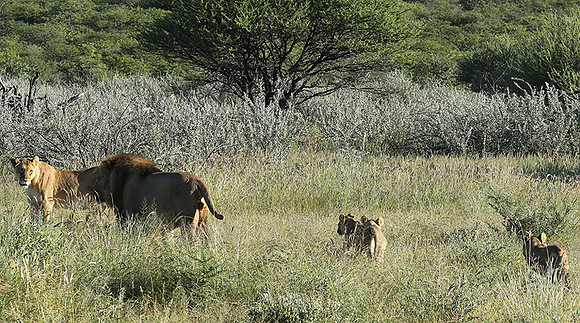 Ongava Game Reserve