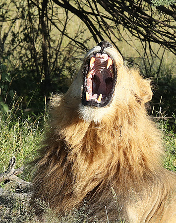 Ongava Game Reserve
