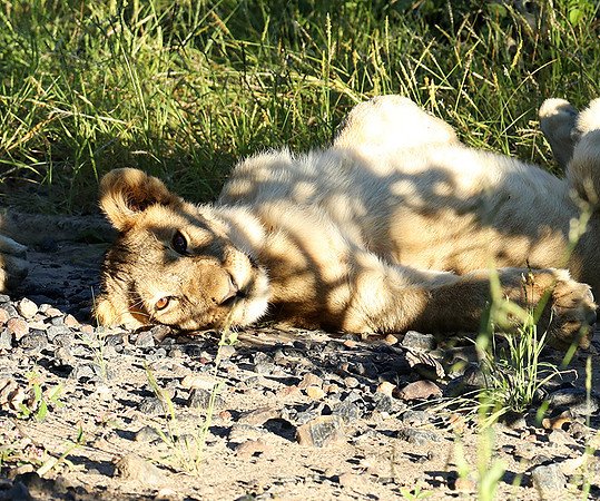 Ongava Game Reserve