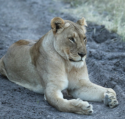 Ongava Game Reserve