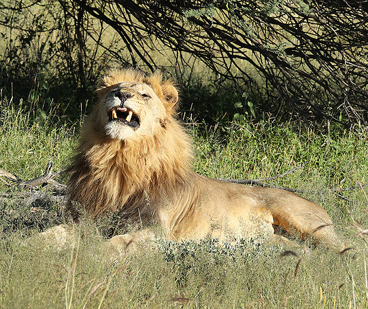Ongava Game Reserve