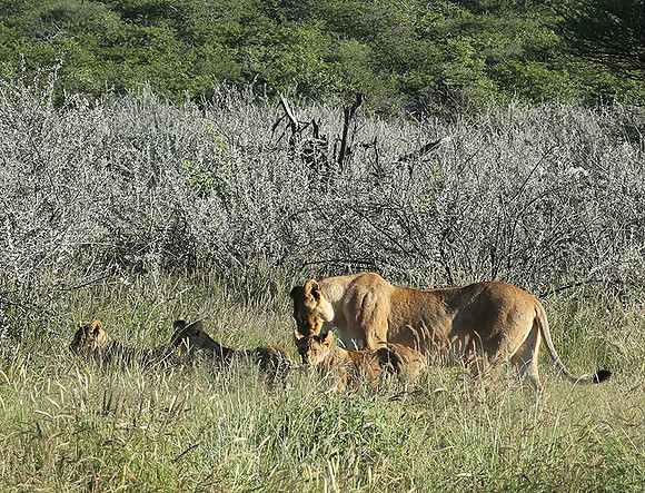 Ongava Game Reserve