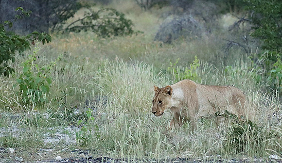 Ongava Game Reserve