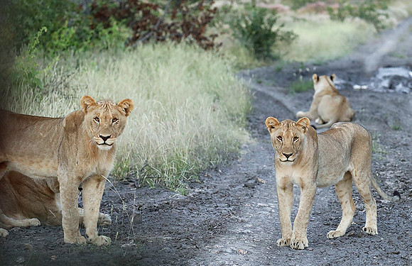 Ongava Game Reserve