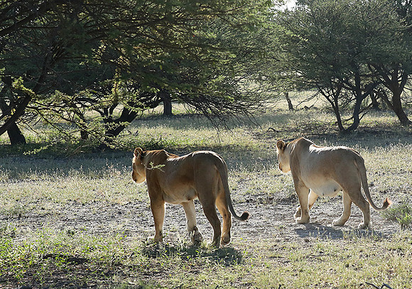 Ongava Game Reserve