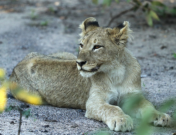 Ongava Game Reserve