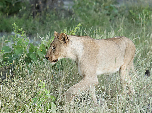 Ongava Game Reserve