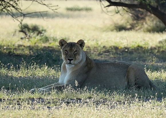 Ongava Game Reserve
