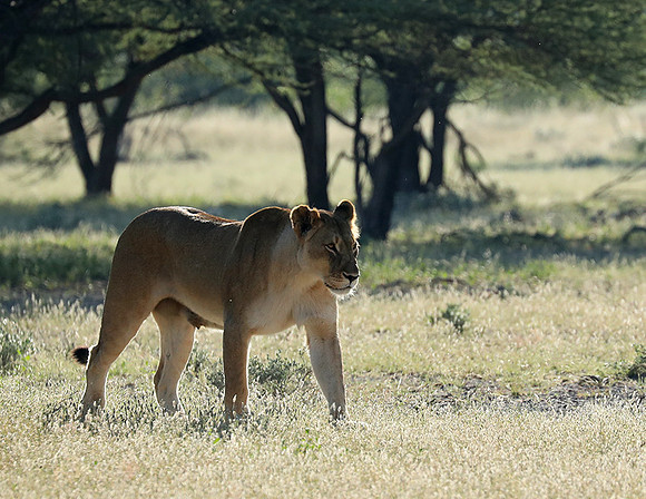 Ongava Game Reserve