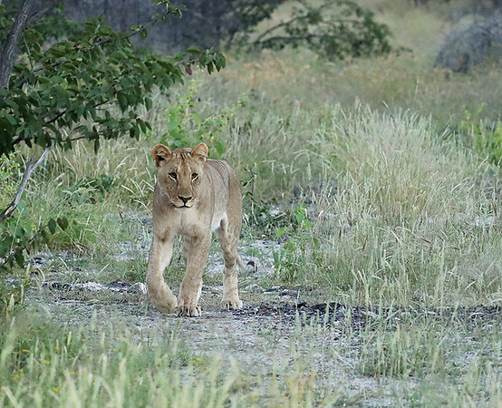 Ongava Game Reserve