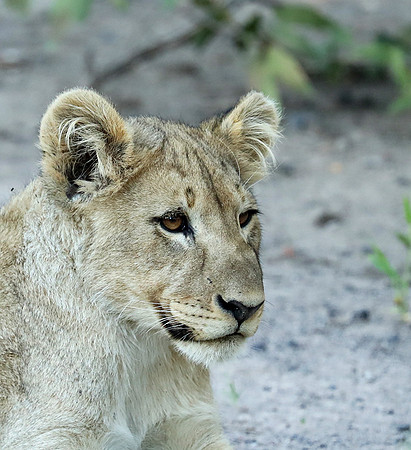 Ongava Game Reserve