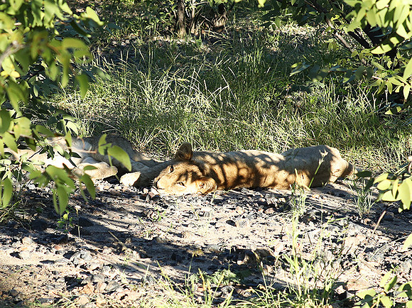 Ongava Game Reserve